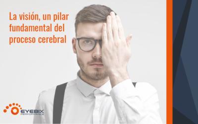 La visión, pilar del proceso cerebral