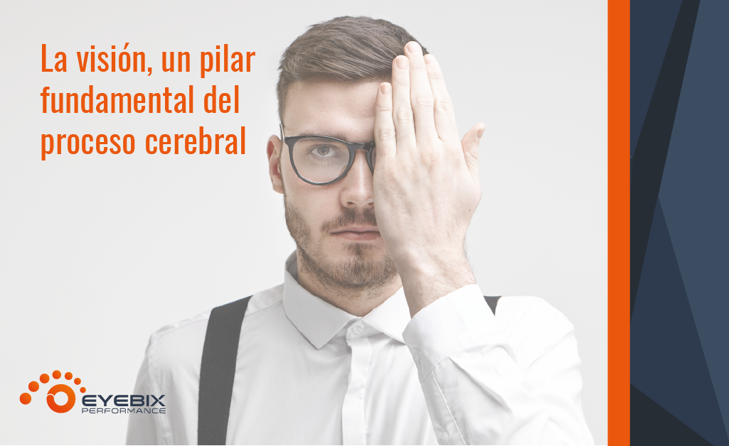 La visión, pilar del proceso cerebral